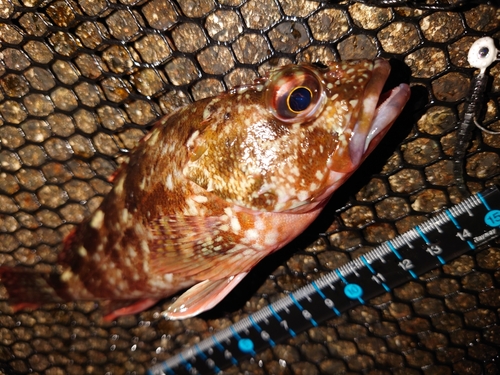 カサゴの釣果