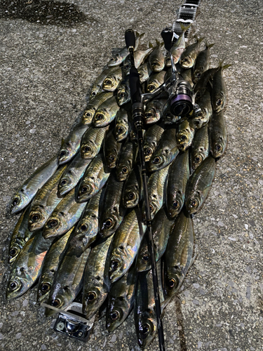 アジの釣果