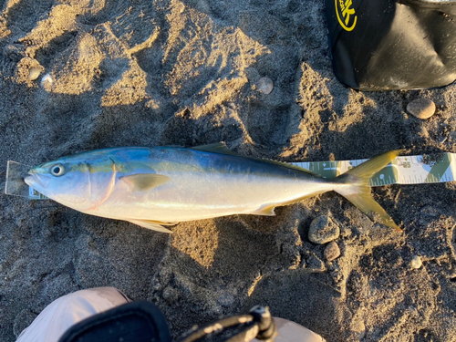 ワラサの釣果