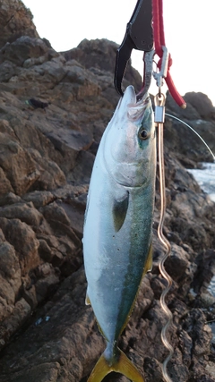 ハマチの釣果