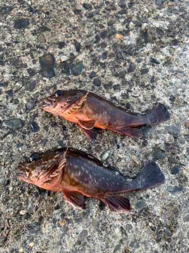 カサゴの釣果