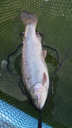 ニジマスの釣果