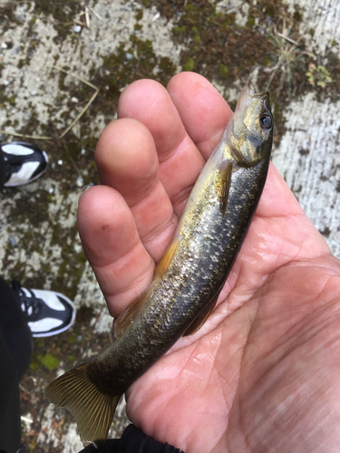 アブラハヤの釣果