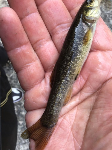 アブラハヤの釣果