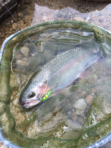 ニジマスの釣果