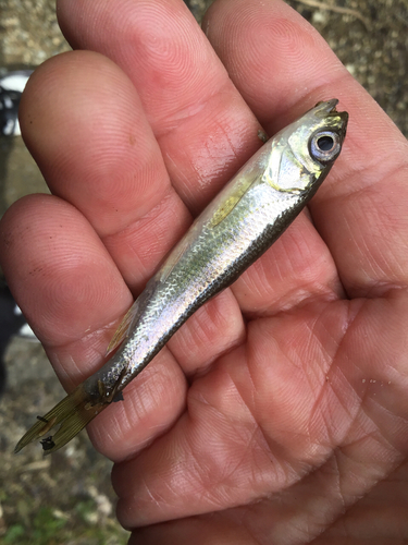 カワムツの釣果