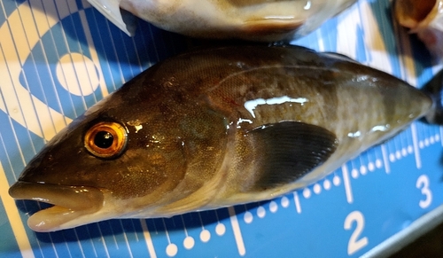 ホッケの釣果