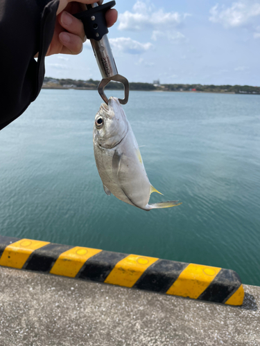 メッキの釣果