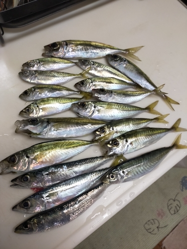 アジの釣果