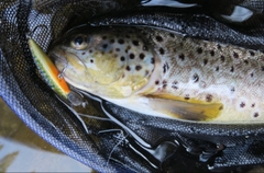 ブラウントラウトの釣果