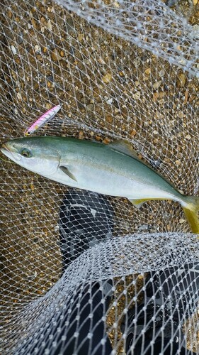 ハマチの釣果