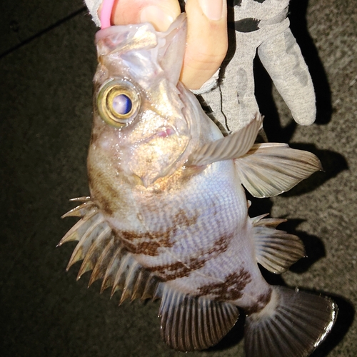 シロメバルの釣果