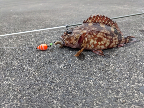 カサゴの釣果