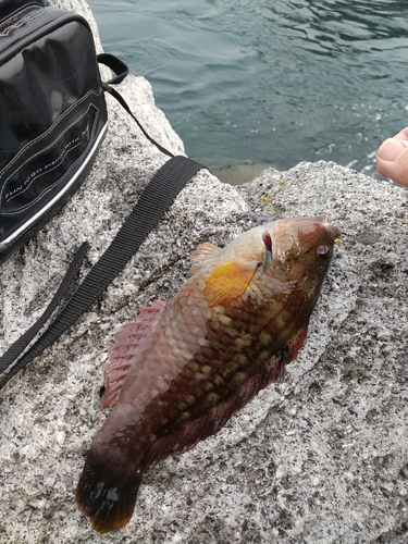 ホシササノハベラの釣果