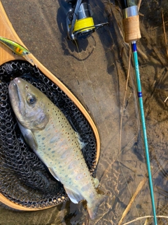 アマゴの釣果