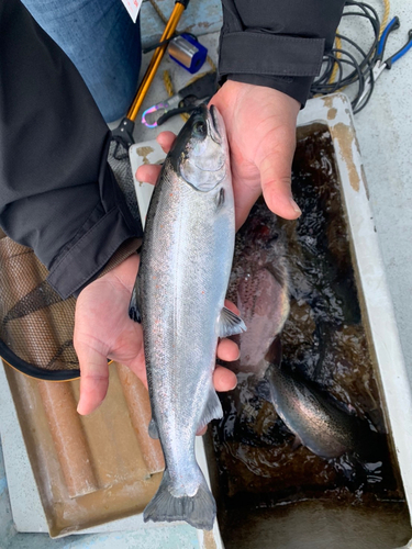 サツキマスの釣果