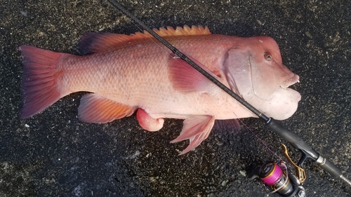 コブダイの釣果