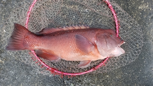 コブダイの釣果