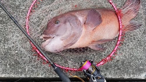 コブダイの釣果