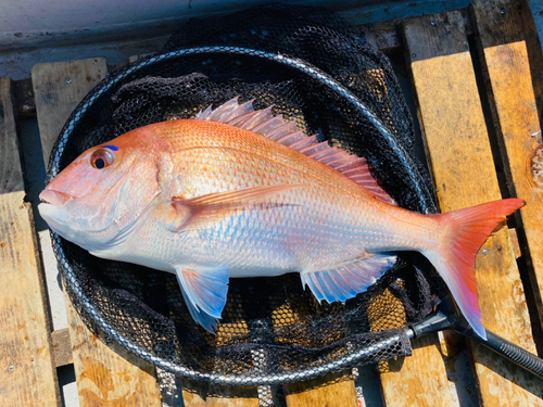 マダイの釣果