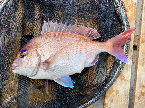 マダイの釣果