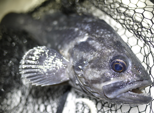 クロソイの釣果