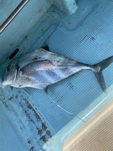 イトヒキアジの釣果