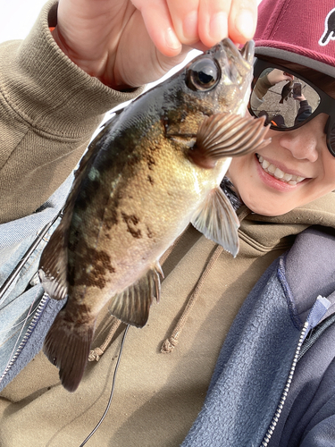 クロメバルの釣果