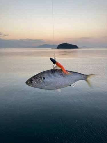 コノシロの釣果