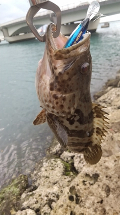 チャイロマルハタの釣果