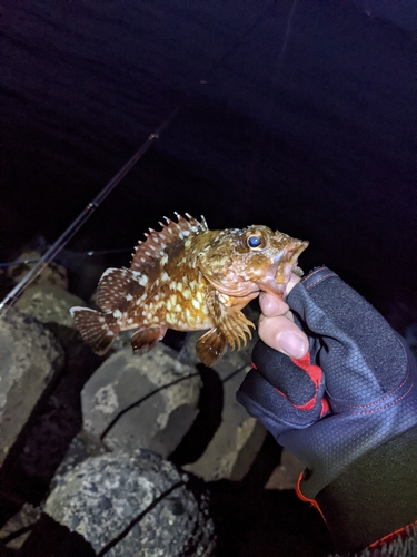 アラカブの釣果