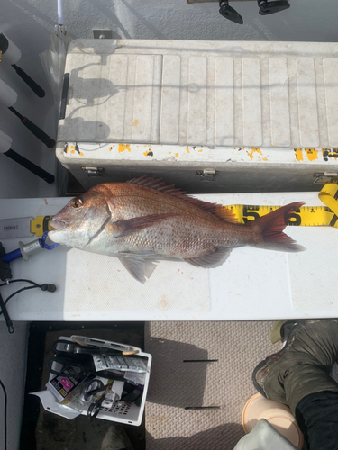 マダイの釣果