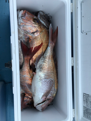 マダイの釣果