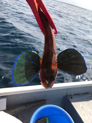 ホウボウの釣果