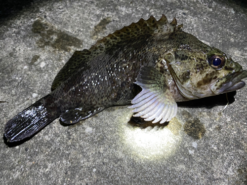 ムラソイの釣果