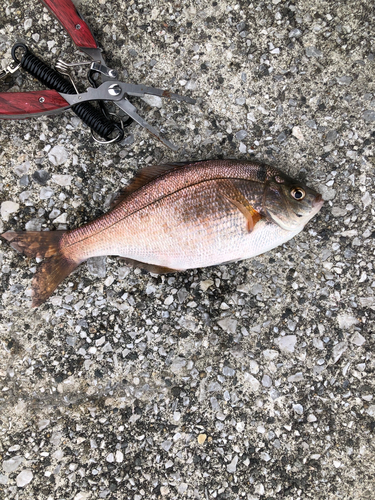 ウミタナゴの釣果