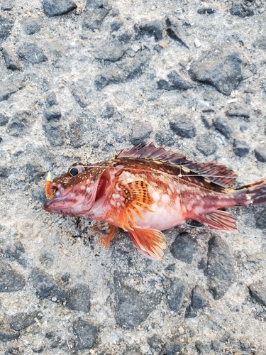 アラカブの釣果