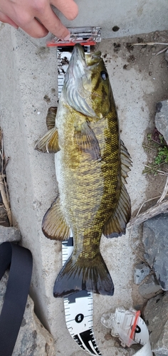 スモールマウスバスの釣果