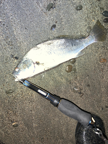 ニベの釣果