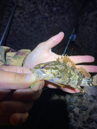 タケノコメバルの釣果