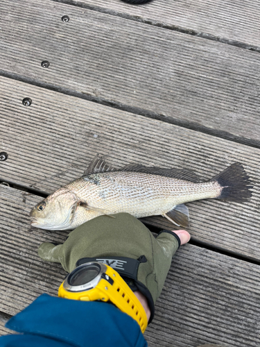 イシモチの釣果