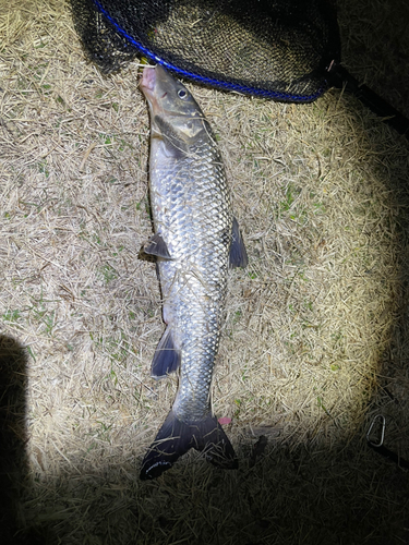 ニゴイの釣果