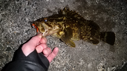 タケノコメバルの釣果