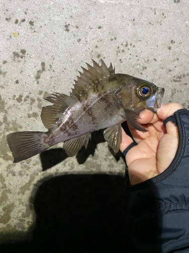 メバルの釣果