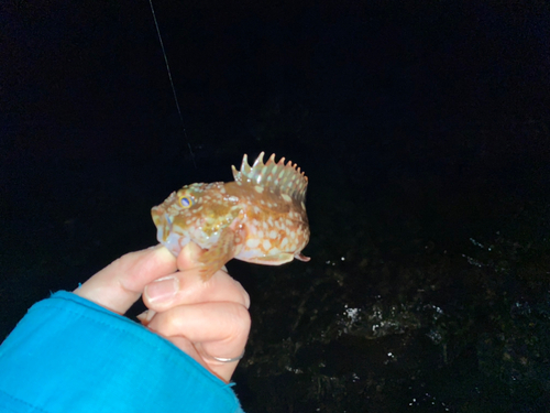 タケノコメバルの釣果