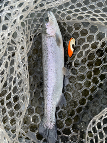 ニジマスの釣果