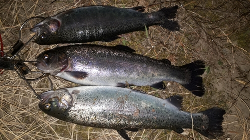 ニジマスの釣果