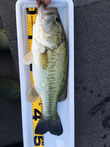 ブラックバスの釣果