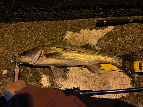 シーバスの釣果