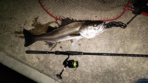 スズキの釣果